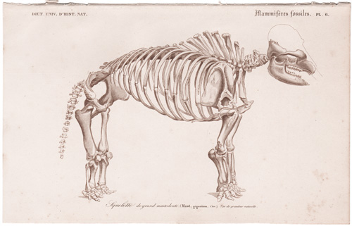 Mastodon Skeleton